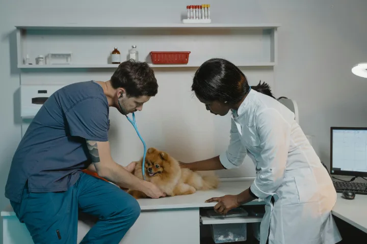 Veterinarian research topics: inspirational ideas to consider